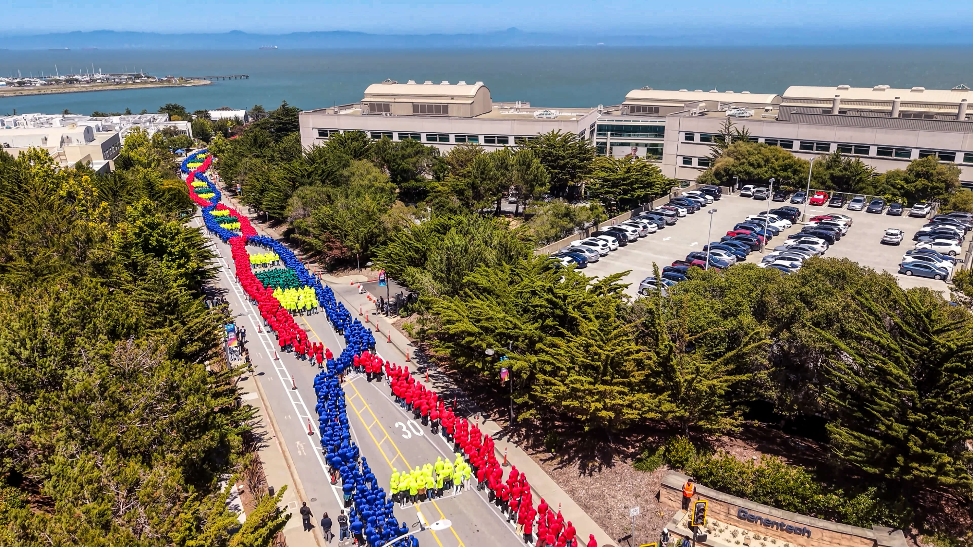 Aerial view of 4,804 Genentech employees in red, blue, green and yellow forming a human DNA double helix along DNA Way, with San Francisco Bay behind